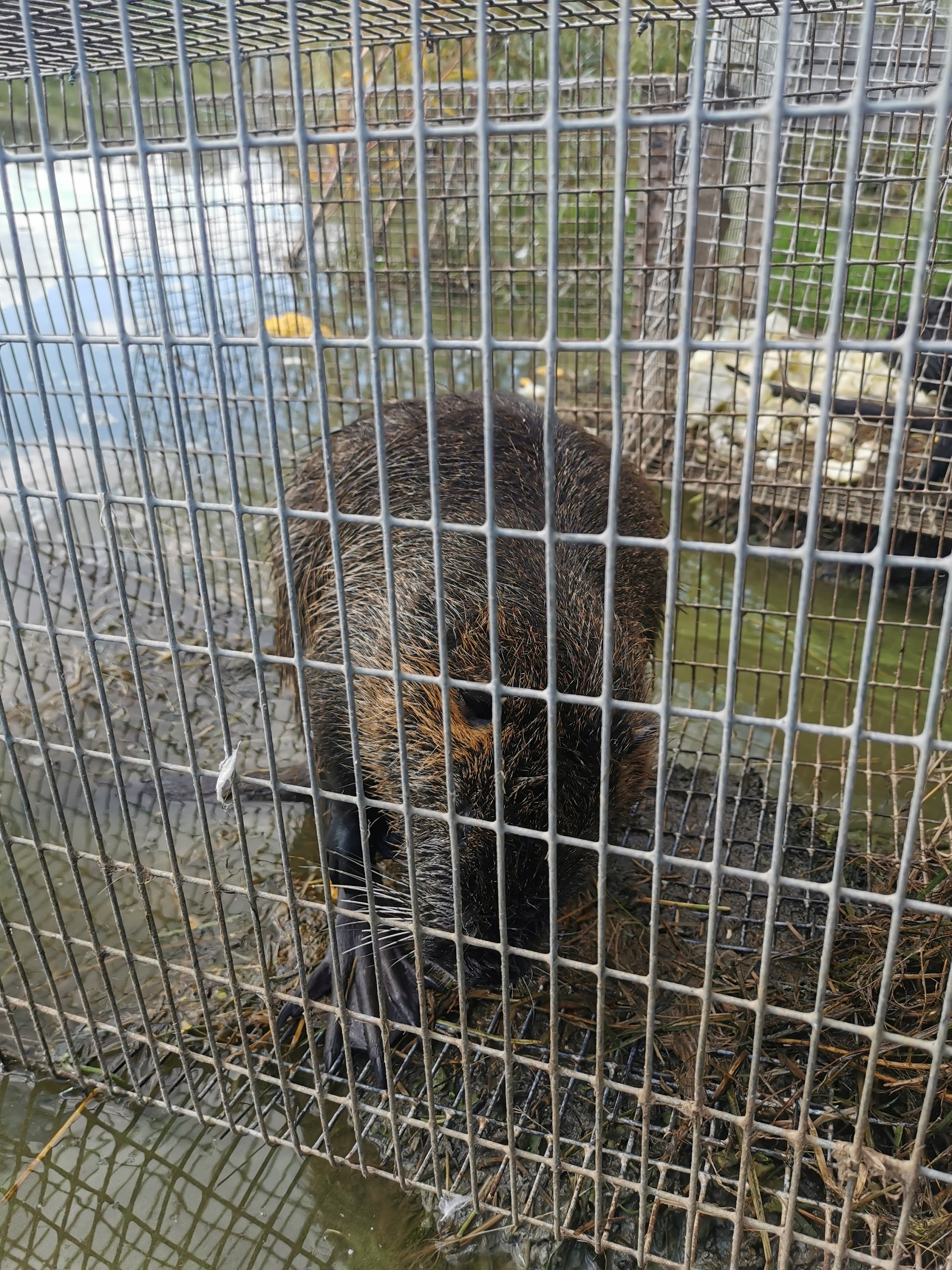 Rabbit Town (Trušu pilsētiņa)